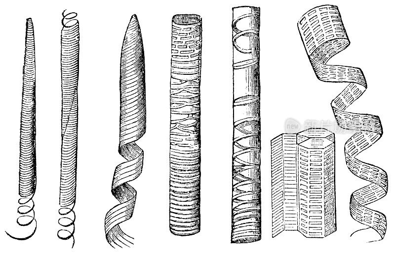 木质部和各种不同类型的木质素次生细胞壁形成- 19世纪